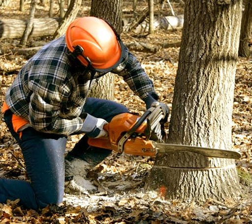Tree Removal in Goodwin, AR